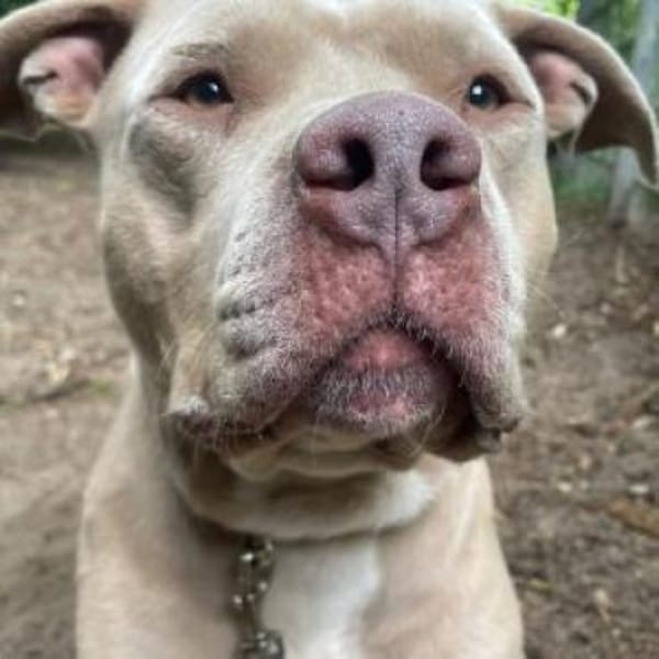 Stafford Fans gesucht