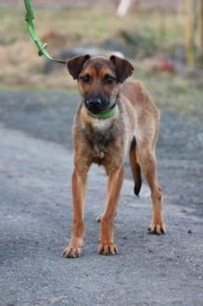 Pom - zutraulich u. verspielt