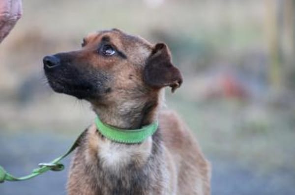 Pom - zutraulich u. verspielt