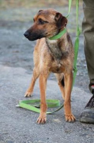 Pom - zutraulich u. verspielt