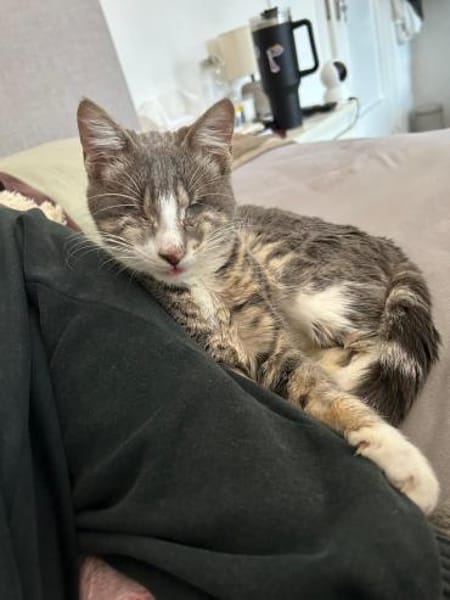 Blinder verspielter Smokey