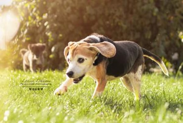 KYRA- EINE ECHTE TIERSCHUTZSEELE