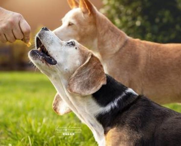 KYRA- EINE ECHTE TIERSCHUTZSEELE