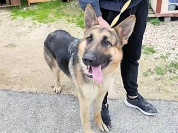 Bandito - ein Rohdiamant