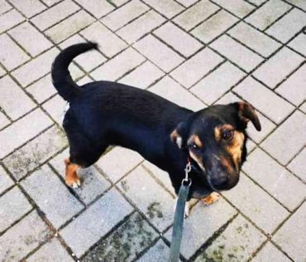 Bolka, braucht Auslastung