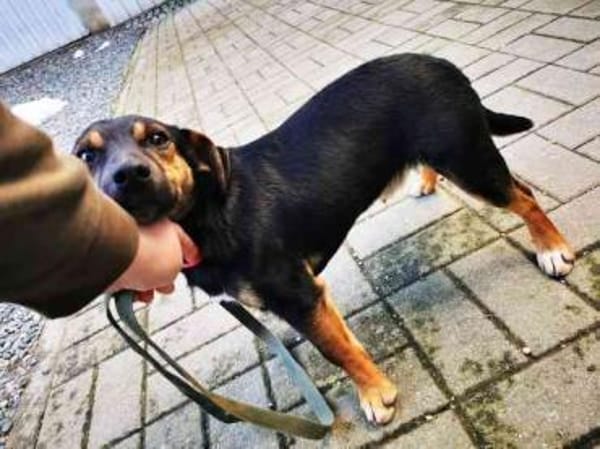 Bolka, braucht Auslastung