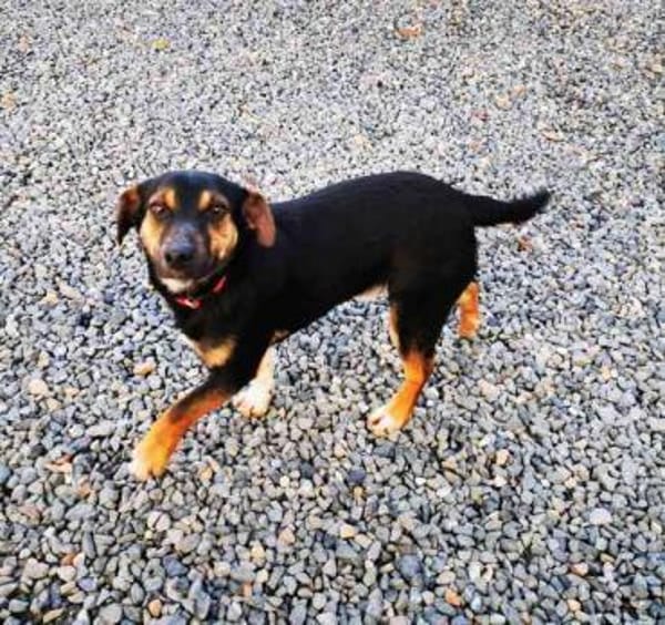 Bolka, braucht Auslastung