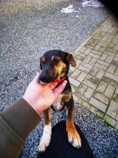 Bolka, braucht Auslastung