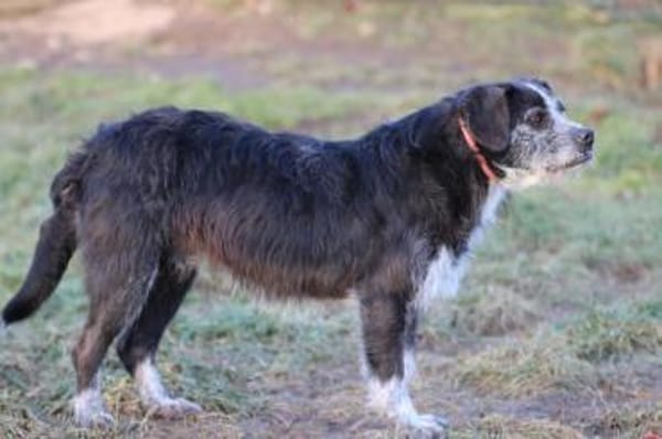 Tips - aufgeweckter, kleiner Rüde