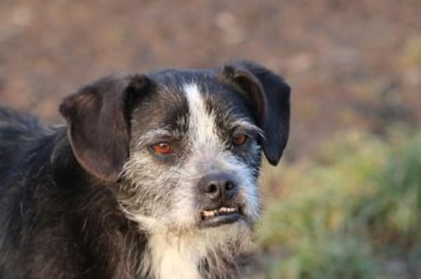 Tips - aufgeweckter, kleiner Rüde