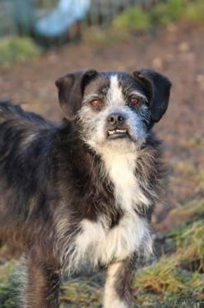 Tips - aufgeweckter, kleiner Rüde