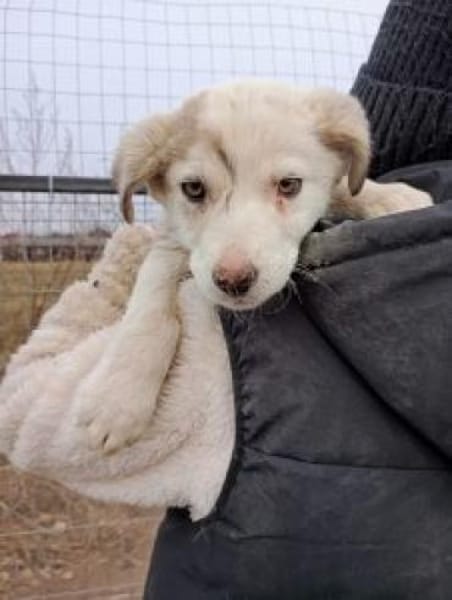 Lulu jetzt Luna 53 cm (Pflegestelle)