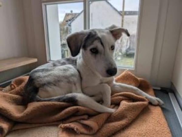 Lulu jetzt Luna 53 cm (Pflegestelle)