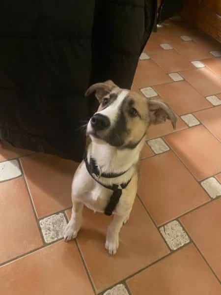 Lilly - süsse Junghündin trifft ins Herz