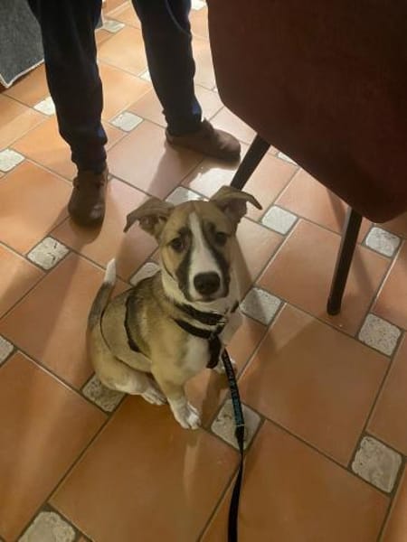 Lilly - süsse Junghündin trifft ins Herz