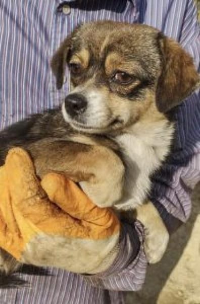 Dulca jetzt Peppa 36 cm (Pflegestelle)