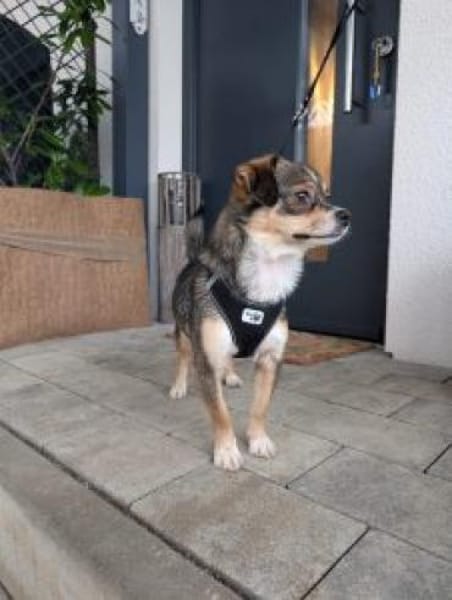 Dulca jetzt Peppa 36 cm (Pflegestelle)