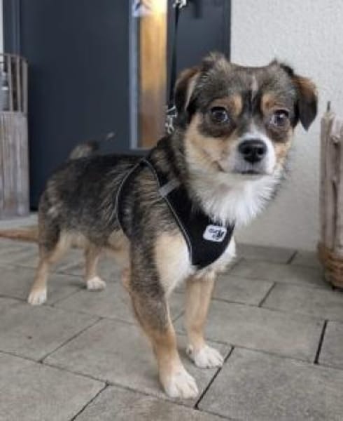 Dulca jetzt Peppa 36 cm (Pflegestelle)