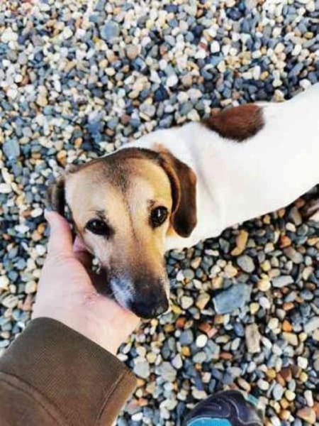 Peggy, freundliche Dackelhündin