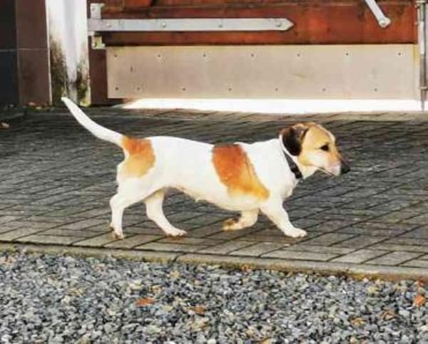 Peggy, freundliche Dackelhündin