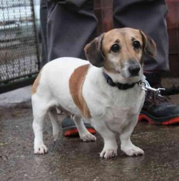 Peggy, freundliche Dackelhündin