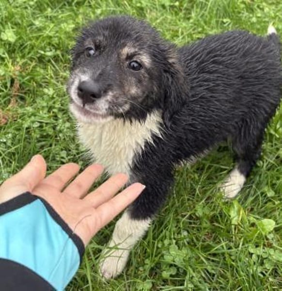Nena - Aufgeschlossene, tolle Welpin