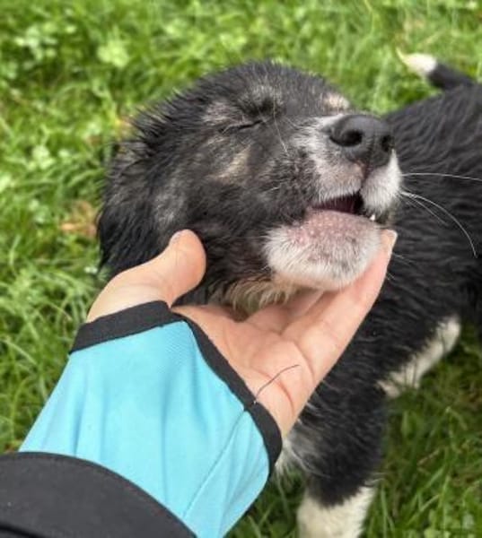 Nena - Aufgeschlossene, tolle Welpin