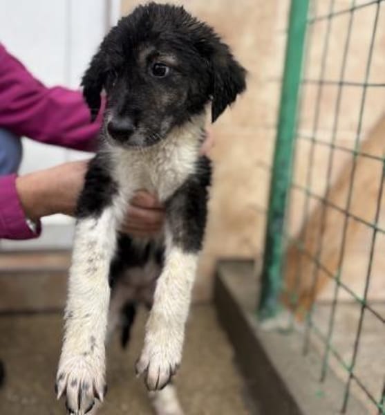 Nena - Aufgeschlossene, tolle Welpin