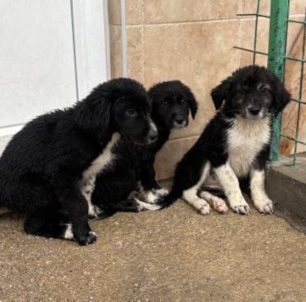 Nena - Aufgeschlossene, tolle Welpin