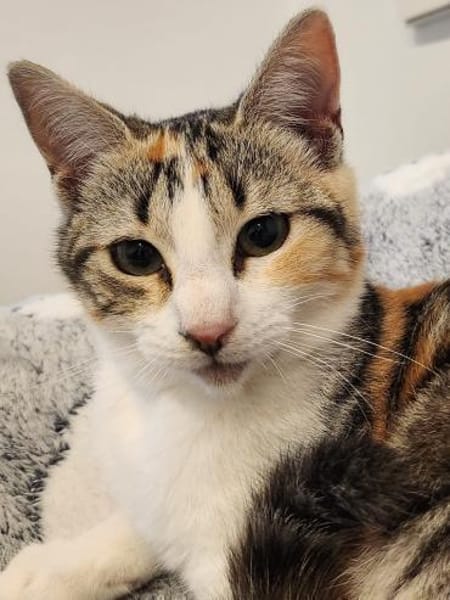 Junges Katzenmädchen Lulú