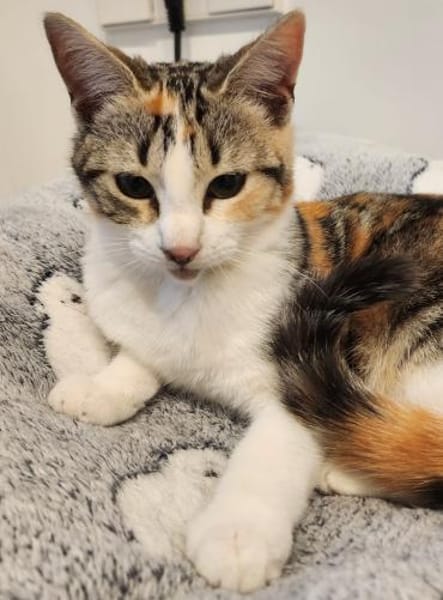 Junges Katzenmädchen Lulú