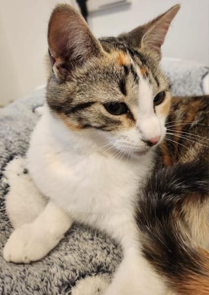 Junges Katzenmädchen Lulú