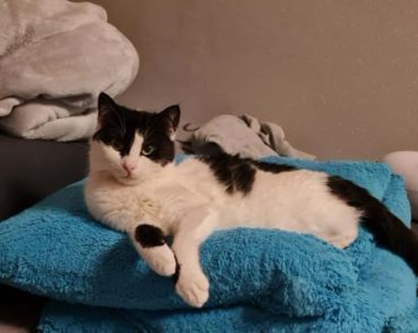 ROSI - SOS in 76835 Hainfeld!