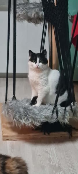 ROSI - SOS in 76835 Hainfeld!