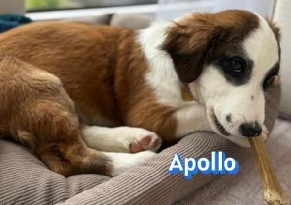 Apollo - verspielt und freundlich