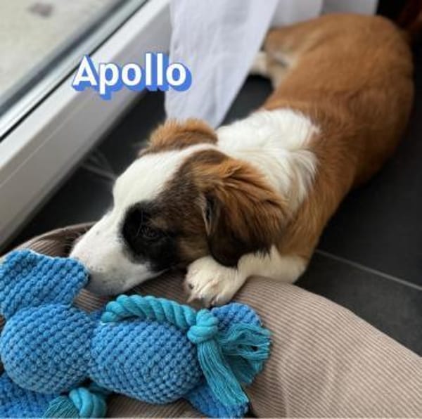 Apollo - verspielt und freundlich
