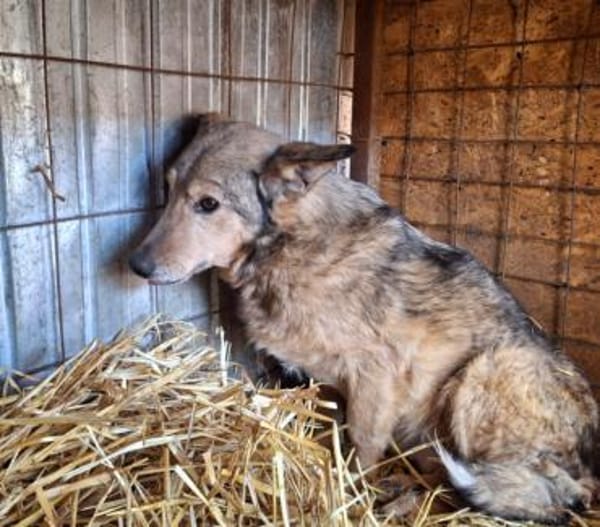 Hansi wartet noch auf sein Glück