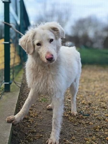 Queen ist eine Überlebende