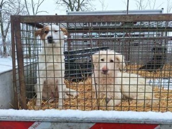 Queen ist eine Überlebende