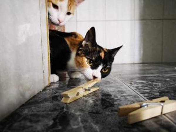 Hübsche, liebe Katze Wanda