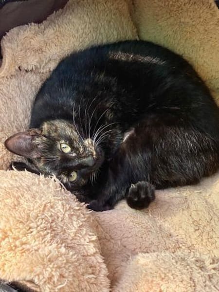 Liebe, junge Katze Aster