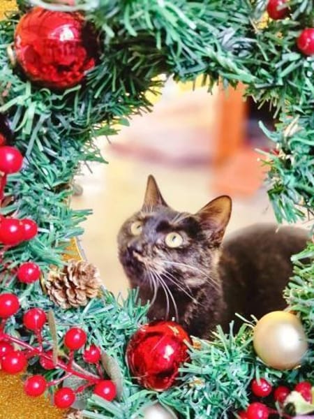 Liebe, junge Katze Aster