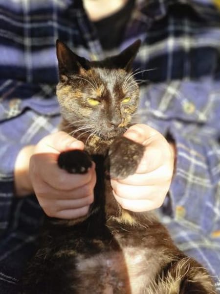 Liebe, junge Katze Aster