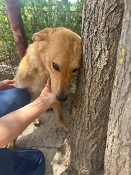 🐾❤ MAXI, liebenswertes Hundemädchen