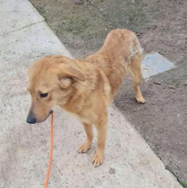 🐾❤ MAXI, liebenswertes Hundemädchen