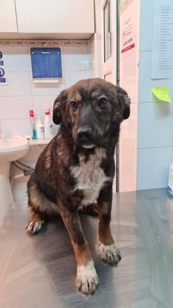 Codin, verspielter Welpe sucht Zuhause