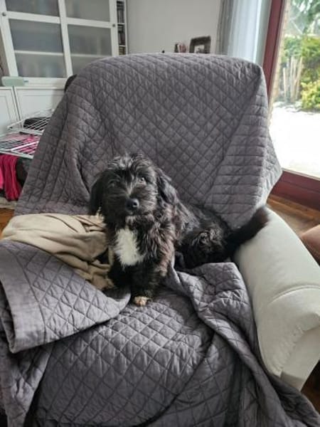 Japser - Zuhause gesucht!