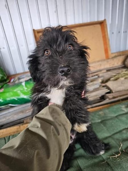 Japser - Zuhause gesucht!