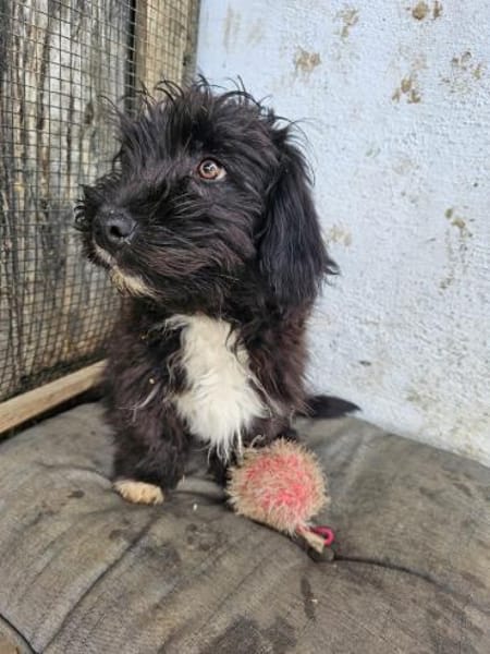 Japser - Zuhause gesucht!