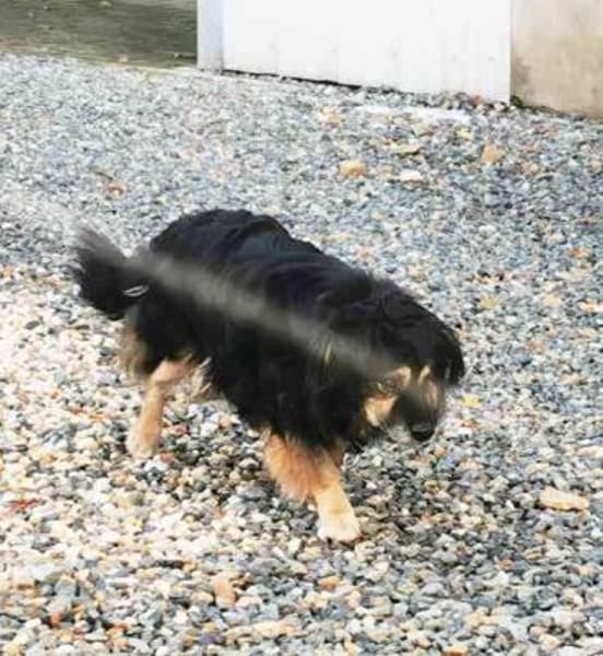 Buddy, ein Mischling aus Rumänien